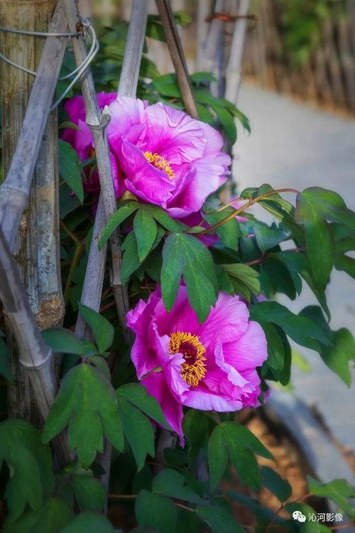 姊妹花开,绽放的亲情与友谊之歌