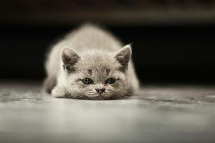 小猫皮希的知识时间