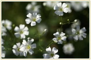 初夏满天星,浪漫诗意之旅