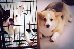 与狗一起生活,揭秘人犬和谐生活的奥秘